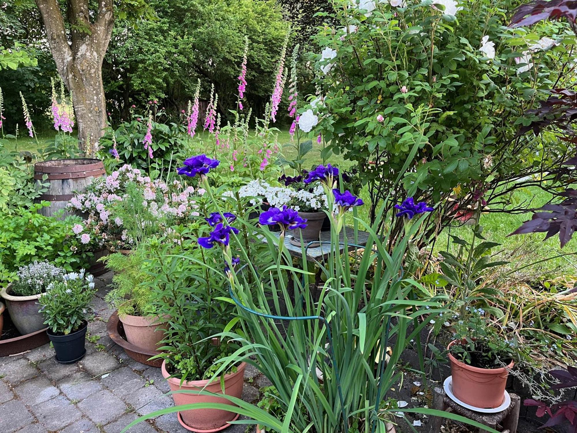 Fuglsang Bed & Breakfast Hjorring ภายนอก รูปภาพ